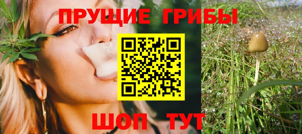Курчалой  Псилоцибиновые грибы Psilocybine cubensis  Псилоцибиновые грибы мухоморы  как найти наркотики  Вход с VPN 