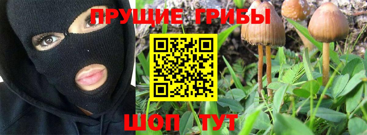 Галлюциногенные грибы Cubensis Курчалой
